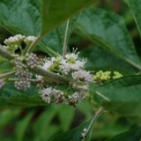 photos courtesy of NetPS Plantfinder