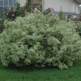 photos courtesy of NetPS Plant Finder