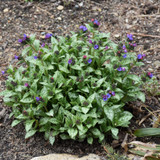 photos courtesy of NetPS Plant Finder