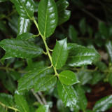 photo courtesy of NetPS Plant Finder