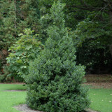 photo courtesy of NetPS Plant Finder