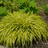 photo courtesy of NetPS Plant Finder