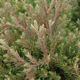 photo courtesy of NetPS Plant Finder