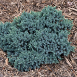 photo courtesy of NetPS Plant Finder