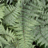 photo courtesy of NetPS Plant Finder