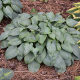 photo courtesy of NetPS Plant Finder