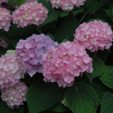 photos courtesy of NetPS Plant Finder