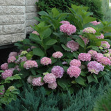 photos courtesy of NetPS Plant Finder