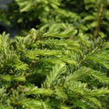 photos courtesy of NetPS Plant Finder