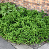 photos courtesy of NetPS Plant Finder