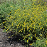 photo courtesy of NetPS Plant Finder