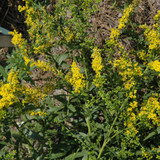 photo courtesy of NetPS Plant Finder