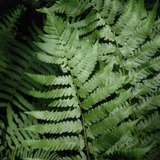 photos courtesy of NetPS Plant Finder