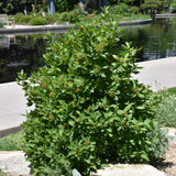 photo courtesy of NetPS Plant Finder