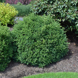 photo courtesy of NetPS Plant Finder