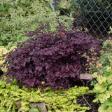 photo courtesy of NetPS Plant Finder