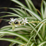 photos courtesy of NetPS Plant Finder