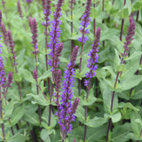 images courtesy of NetPS Plant Finder