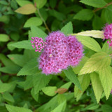 images courtesy of NetPS Plant Finder