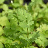 photos courtesy of NetPS Plant Finder