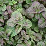 photos courtesy of NetPS Plant Finder