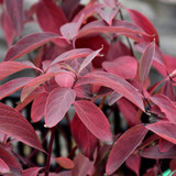 Arctic Fire® dogwood foliage in fall. images courtesy of NetPS Plant Finder