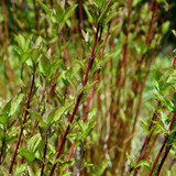 images courtesy of NetPS Plant Finder
