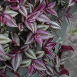image courtesy of NetPS Plant Finder