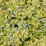 images courtesy of NetPS Plantfinder