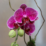 Purple Single Stem Orchid