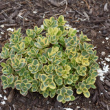 images courtesy of NetPS Plant Finder