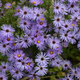 October Skies Aster flowers. Images courtesy of NetPS Plant Finder