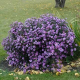 Purple Dome Aster in the landscape. Images courtesy of NetPS Plant FInder