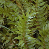 Beech Fern fronds. Images courtesy of NetPS Plant Finder