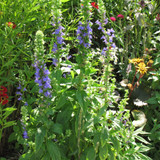 Blue Cardinal Flower in bloom. Images courtesy of NetPS Plant Finder