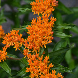 Butterfly Milkweed flowers. Images courtesy of NetPS Plant Finder