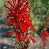 Cardinal Flower flowers. Images courtesy of NetPS Plant Finder