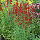 Cardinal Flower in bloom. Images courtesy of NetPS Plant Finder