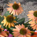 Cheyenne Spirit Coneflower. Images courtesy of NetPS Plant Finder