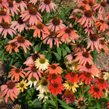 Cheyenne Spirit Coneflower in bloom. Images courtesy of NetPS Plant Finder