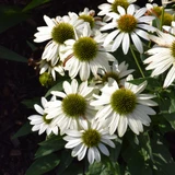 Kismet® White Coneflower. Images courtesy of NetPS Plant Finder
