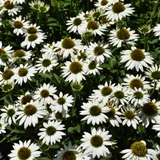 Kismet® White Coneflowers in bloom. Images courtesy of NetPS Plant Finder