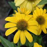 Sombrero® Lemon Yellow Coneflower. Images courtesy of NetPS Plant Finder