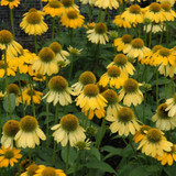 Sombrero® Lemon Yellow Coneflowers in bloom. Images courtesy of NetPS Plant Finder