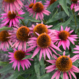 Pica Bella Coneflower. Images courtesy of NetPS Plant Finder