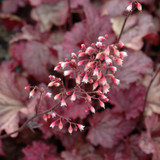 Berry Smoothie Coral Bell flowers. Images courtesy of NetPS Plant Finder
