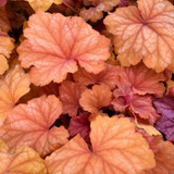 Champagne Coral Bells. Images courtesy of NetPS Plant Finder