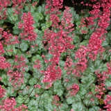 Paris Coral Bells in bloom. Images courtesy of NetPS Plant Finder