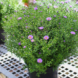 Aster 8" | Violet Shades