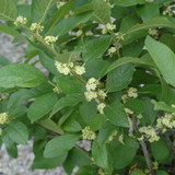 Southern Gentleman Winterberry. Image courtesy of NetPS Plant Finder